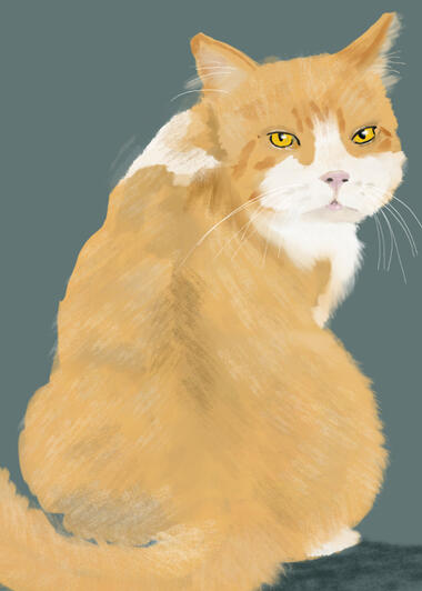 On a grey-blue background, a large orange cat looking at you over his shoulder with the words, "I'm so sorry! I forgot your birthday" in pink above him.